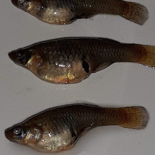 Gambusia Holbrooki