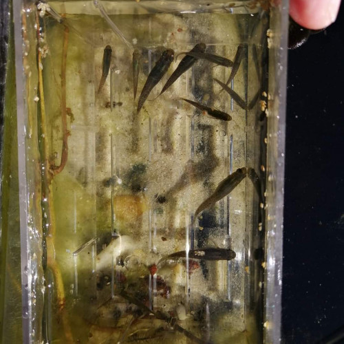 Poisson anti-moustique