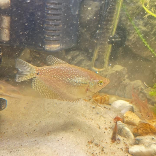 2x gourami