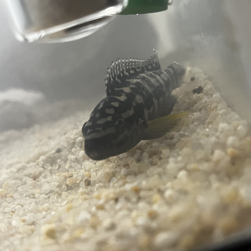 Don ou échange Julidochromis