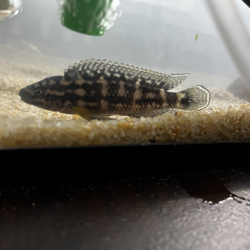 Don ou échange Julidochromis