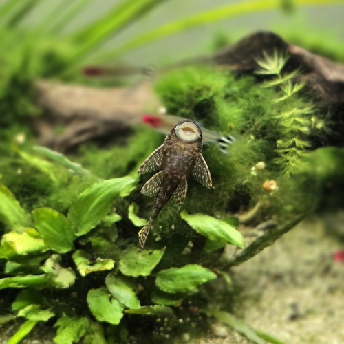 Ancitrus