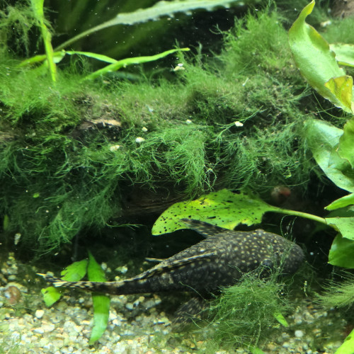 Ancitrus