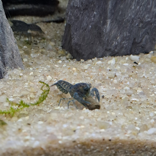 Cambarellus cpo ecrevisses bleues