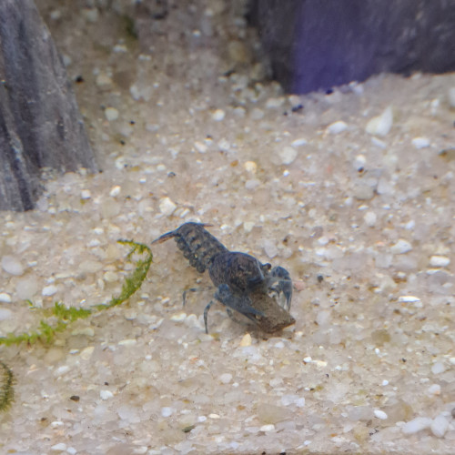 Cambarellus cpo ecrevisses bleues