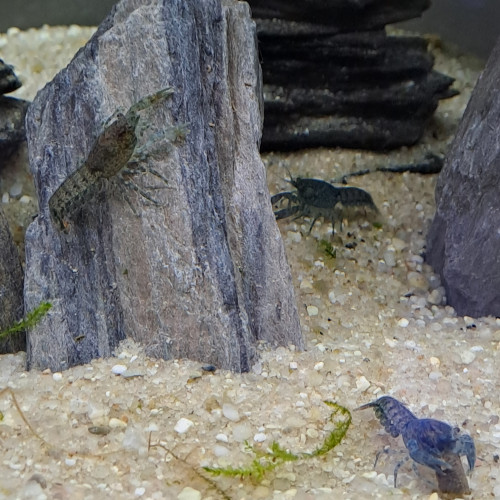 Cambarellus cpo ecrevisses bleues