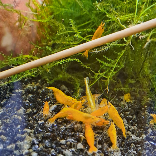 Neocaridina orange mandarine