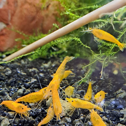 Neocaridina orange mandarine