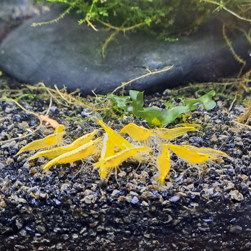 Neocaridina yellow neon