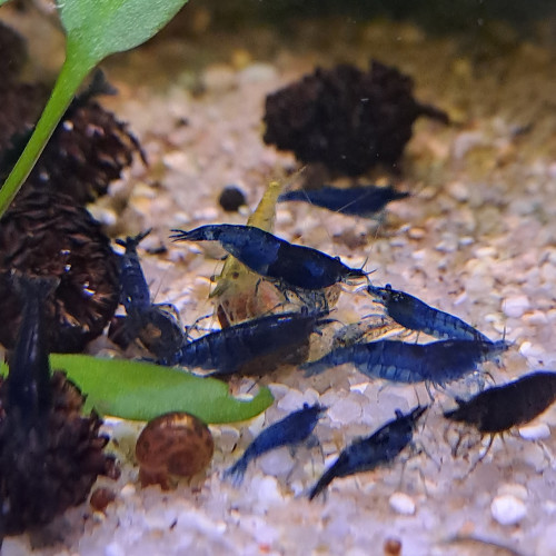Neocaridina blue velvet