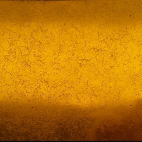 Anguillule du vinaigre