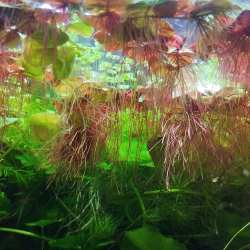 Phyllanthus fluitans