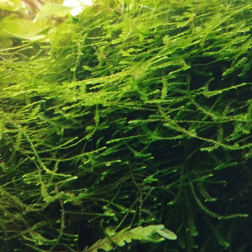 Mousses pour aquarium d'eau douce (Java et Riccia)