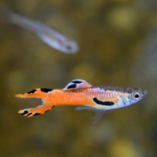 Guppy Endler de différentes sortes