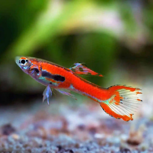 Guppy Endler de différentes sortes