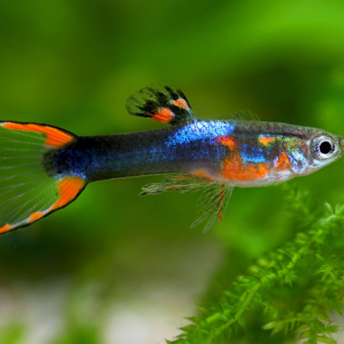 Guppy Endler de différentes sortes
