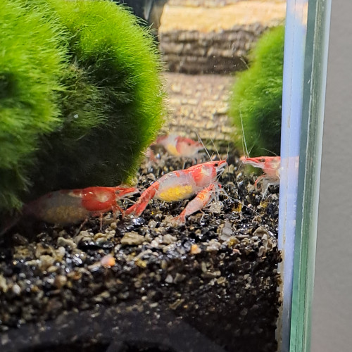 Neocaridina red rili