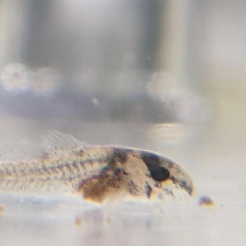 Jeunes corydoras sterbai