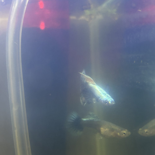 Élevage de guppy thaïlandaise , en France
