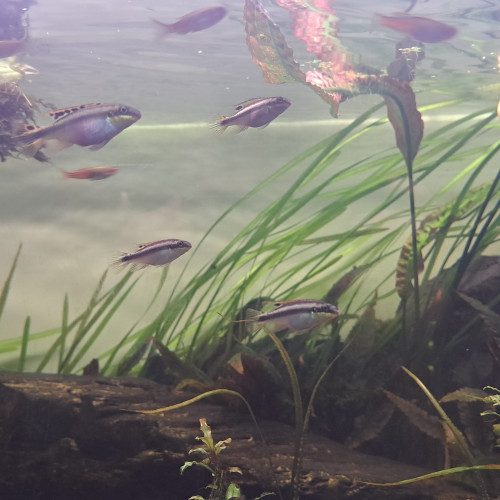 Pelvicachromis pulcher