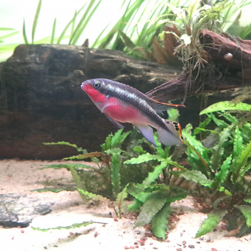 Pelvicachromis pulcher