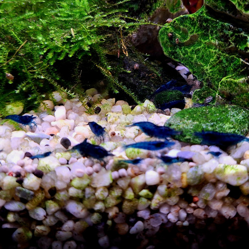 Blue velvet