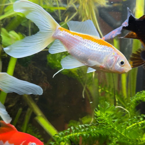 4 Poissons rouges en lot