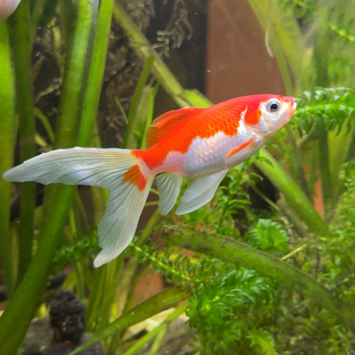 4 Poissons rouges en lot