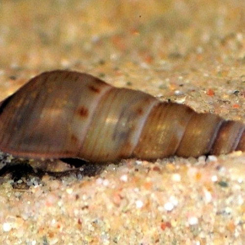 Escargots planorbes et mélanoides