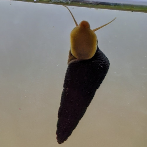 Escargots tylomelania orange