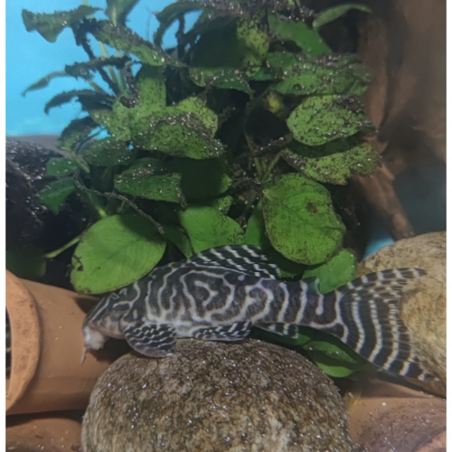 Hypancistrus L333