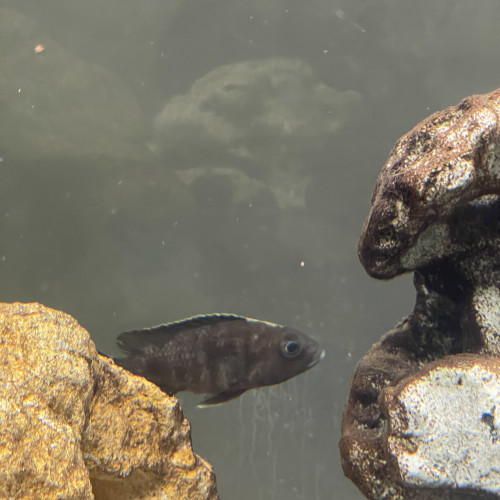 À donner famille cichlids