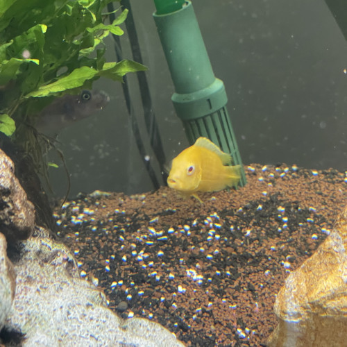 À donner famille cichlids