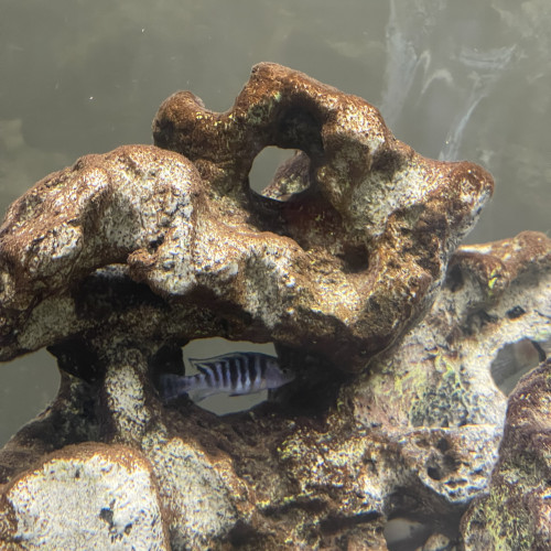 À donner famille cichlids