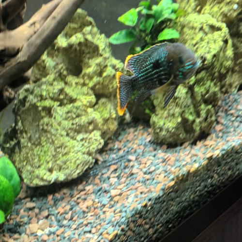 A vendre Andinoacara rivulatus