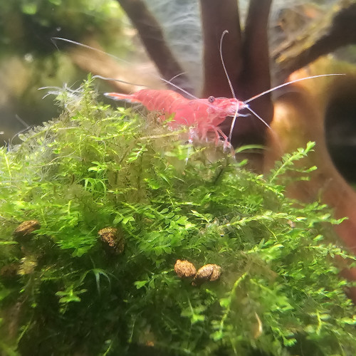 Neocaridina red cherry et red fire