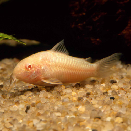 Corydoras aneus albinos