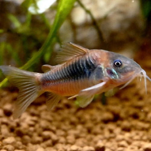 Corydoras aneus cuivré