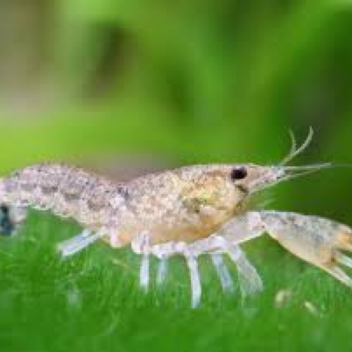 écrevisse cambarellus diminutus