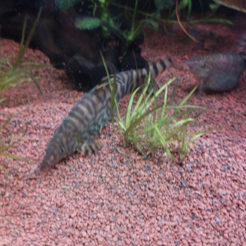 Don Botias Lohachatas