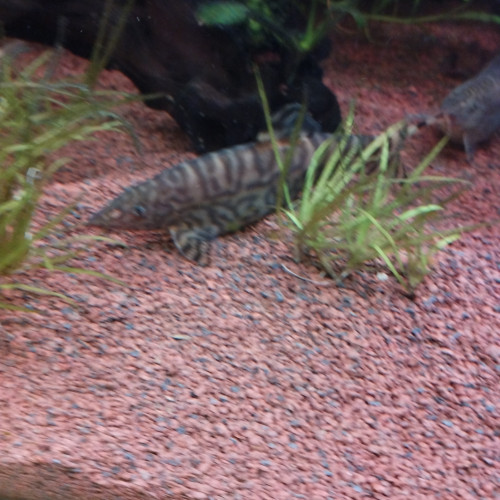 Don Botias Lohachatas