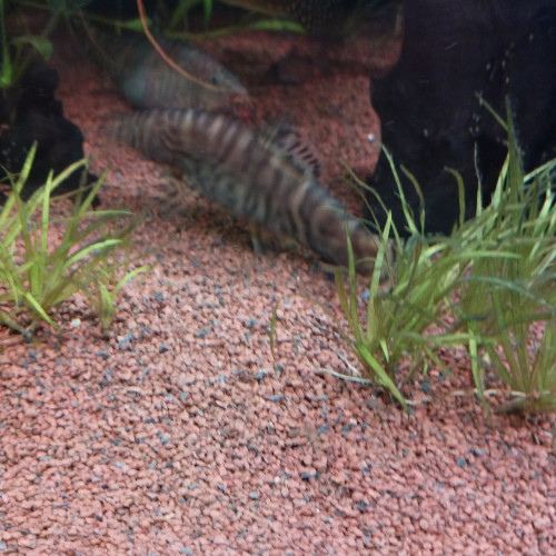 Don Botias Lohachatas