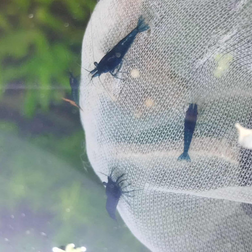 Neocaridina blue velvet