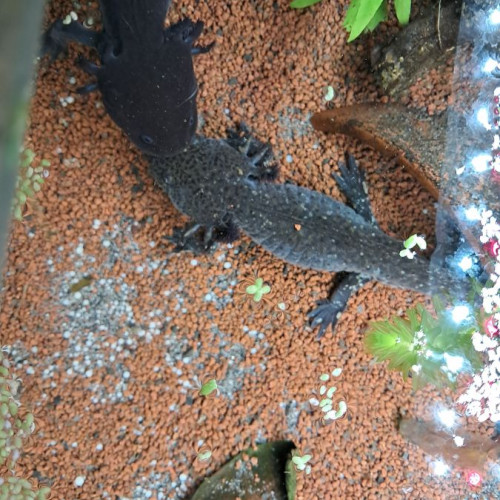 L'axoloterie : éleveuse professionnelle d'axolotls