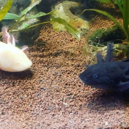 L'axoloterie : éleveuse professionnelle d'axolotls