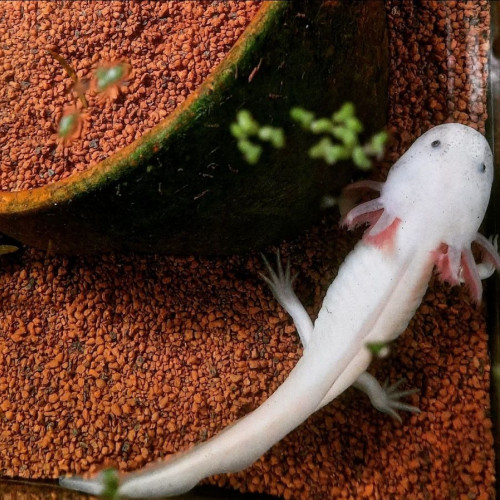 L'axoloterie : éleveuse professionnelle d'axolotls