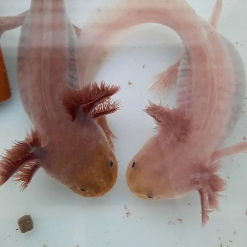 L'axoloterie : éleveuse professionnelle d'axolotls