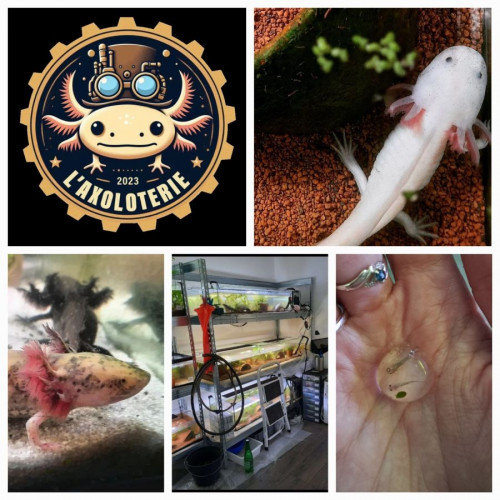 L'axoloterie : éleveuse professionnelle d'axolotls