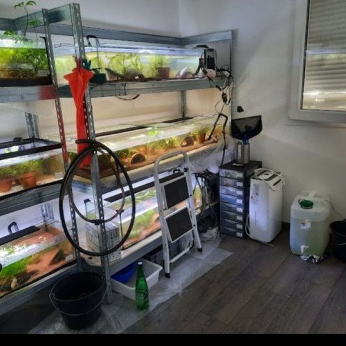 L'axoloterie : éleveuse professionnelle d'axolotls