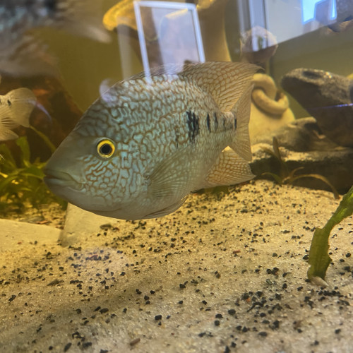 cichlidés herichthys carpintis